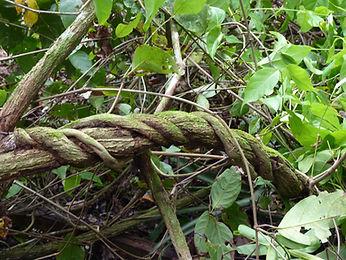 Banisteriopsis caapi. Ayahuasca