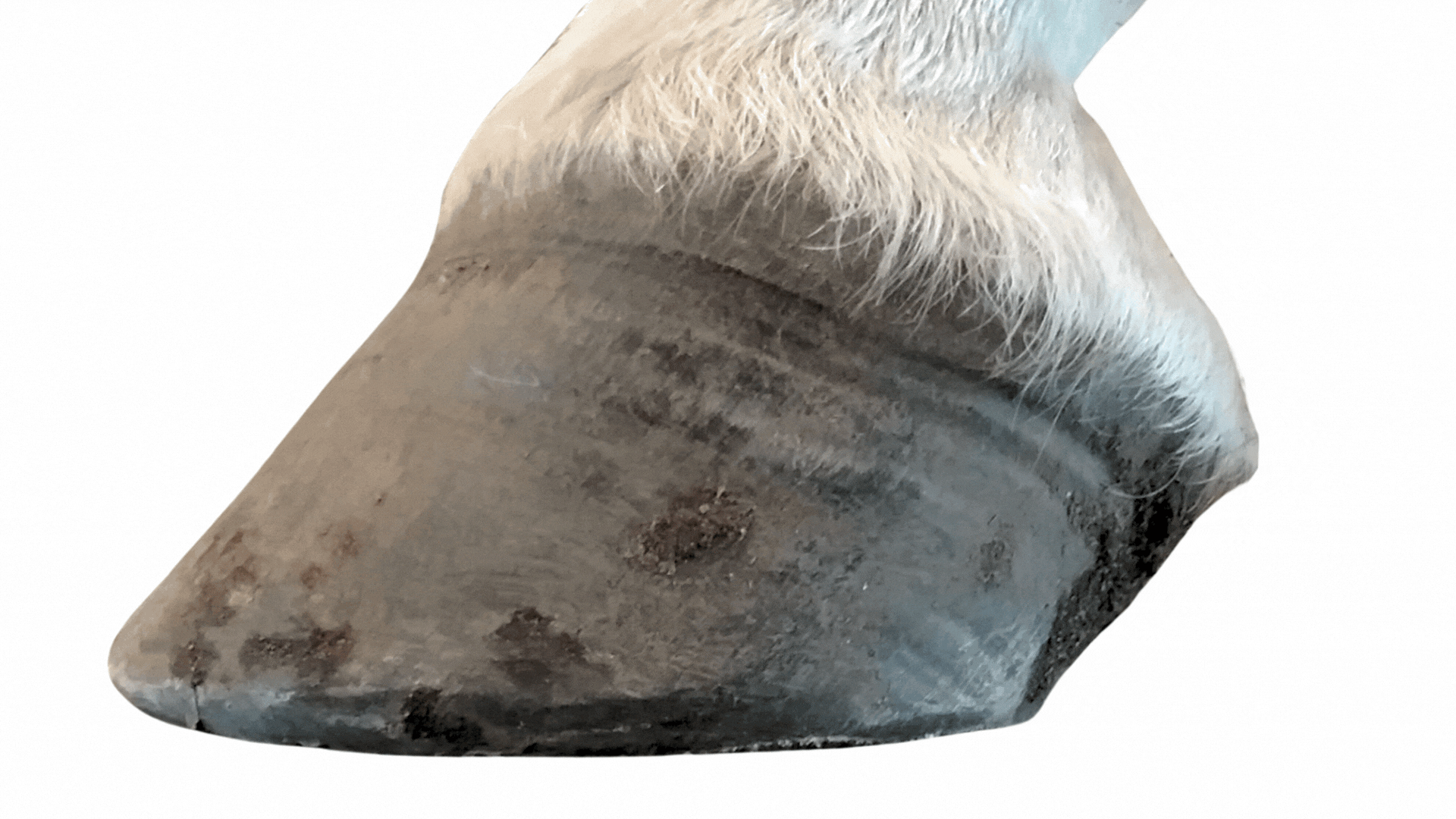 Scootboot Classic v Adjust (Video).gif