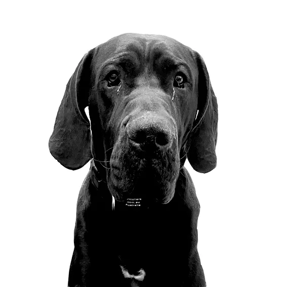 Zeppt.webp