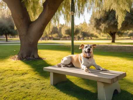 Top 5 Dog-Friendly Parks Near The Artful Dog Walker
