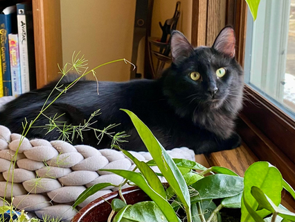 Spider-Goat is Real but is Not Marvel Affiliated