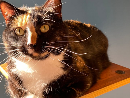 Fight! Fight! Fight!