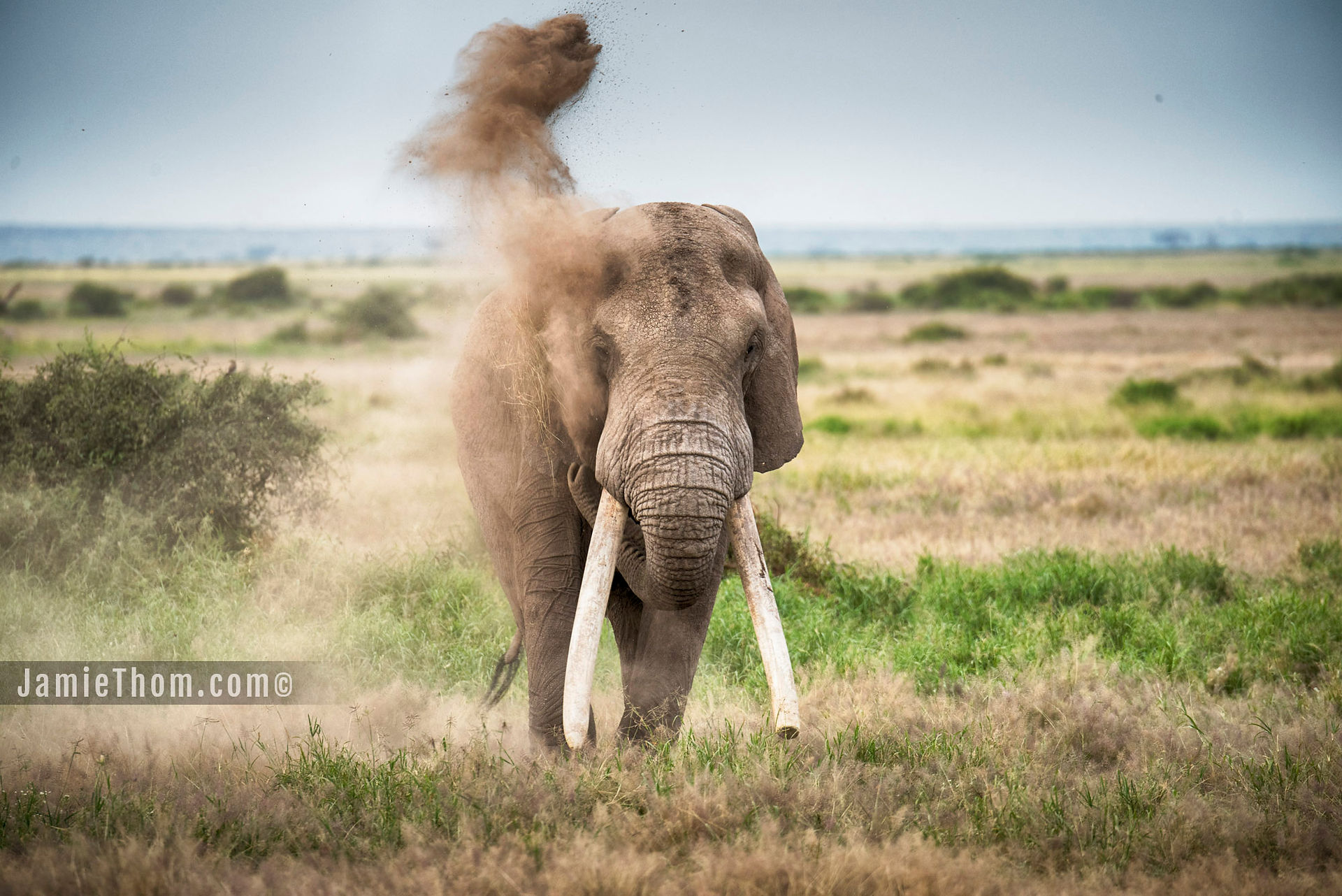 Tolstoy-elephant-Amboseli