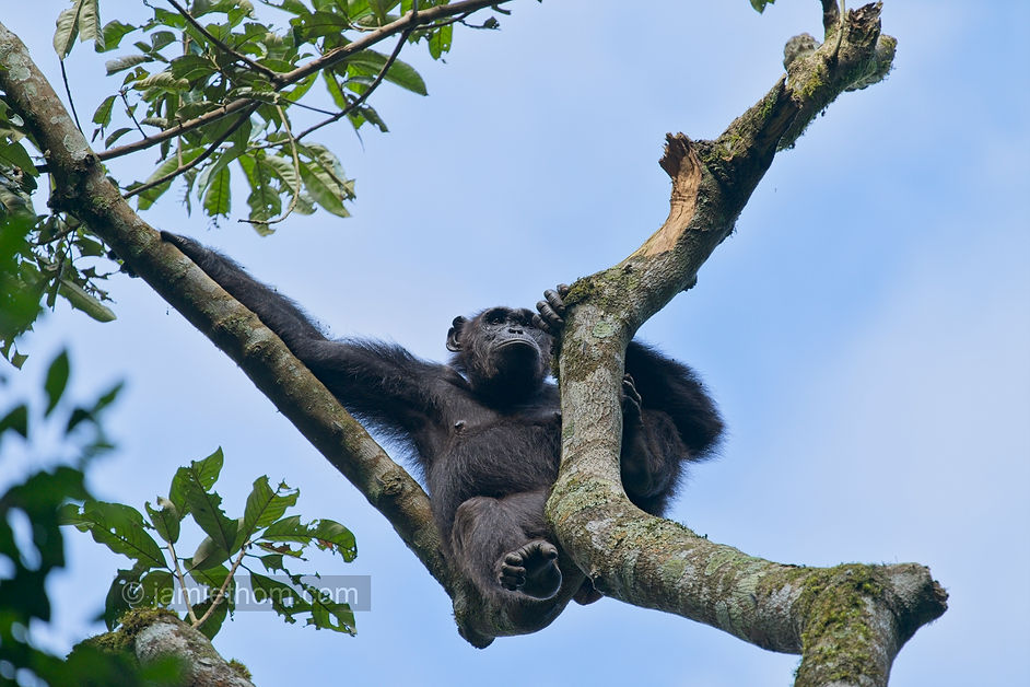 Kibale_Chimps_JT8_5130.jpg