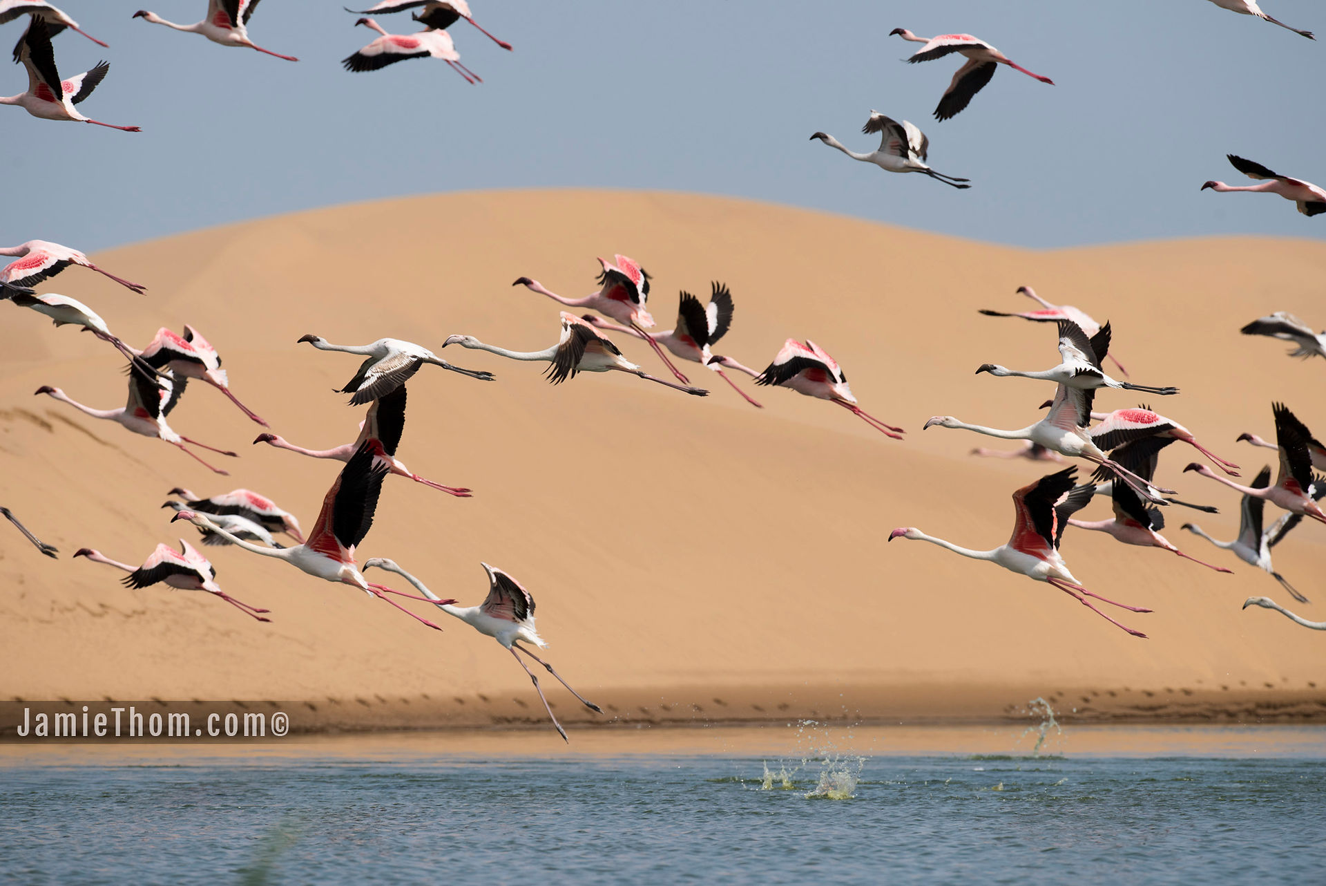 Flamingos_Walvis_JTP3407