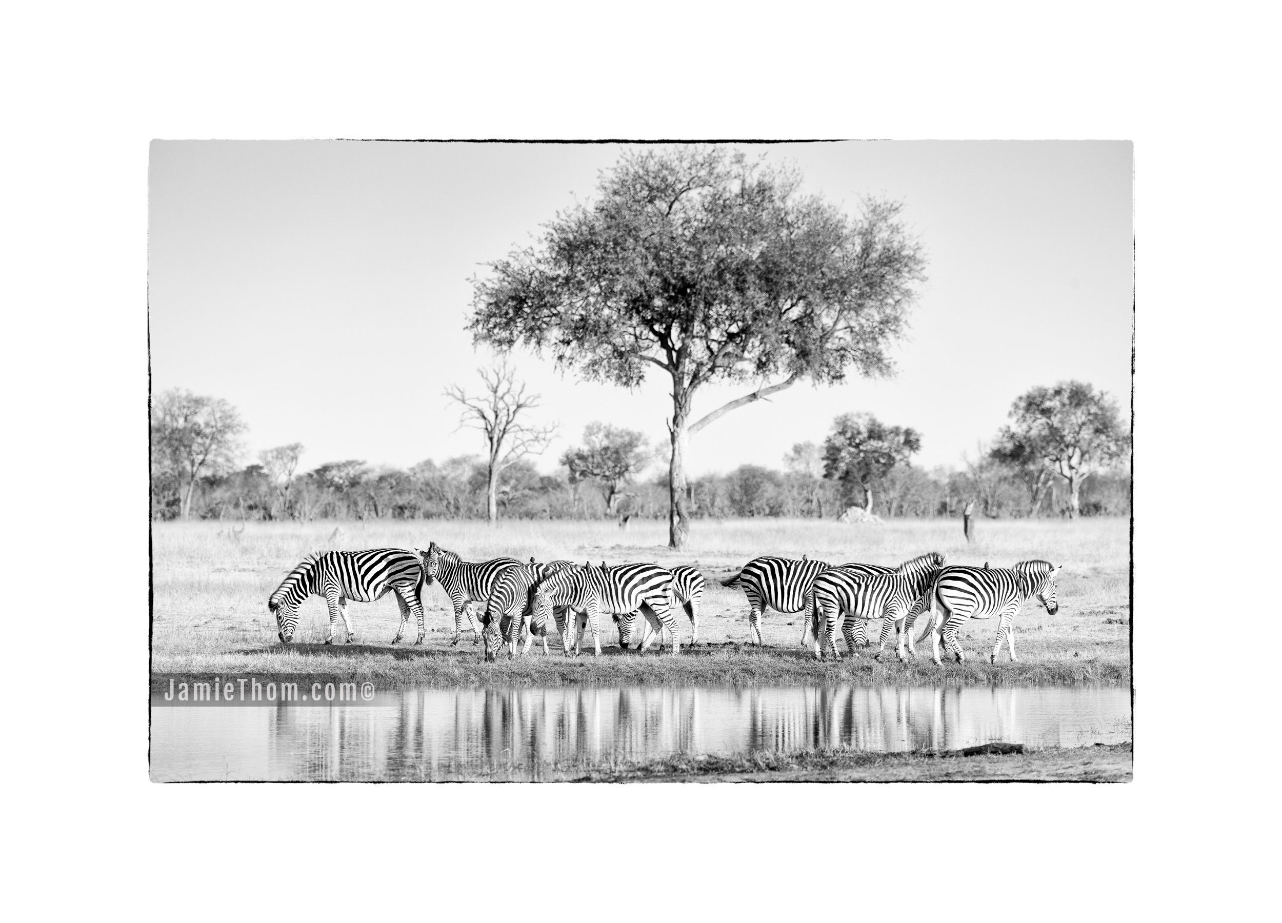 Zebra Herd, Hwange, Zimbabwe