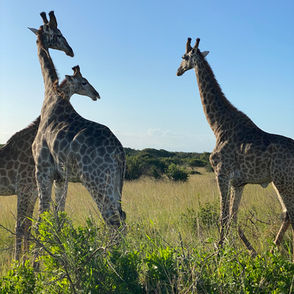 We can’t stop raving about how amazing our honeymoon and safari was!