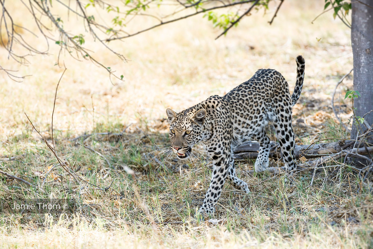 Moremi_Botswana_Leopard_Jamie_Thom_C