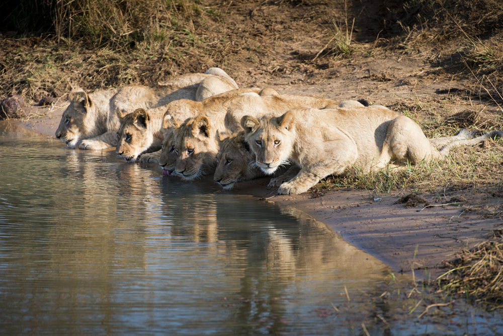 MY SOUTH AFRICA & KRUGER - 14nts