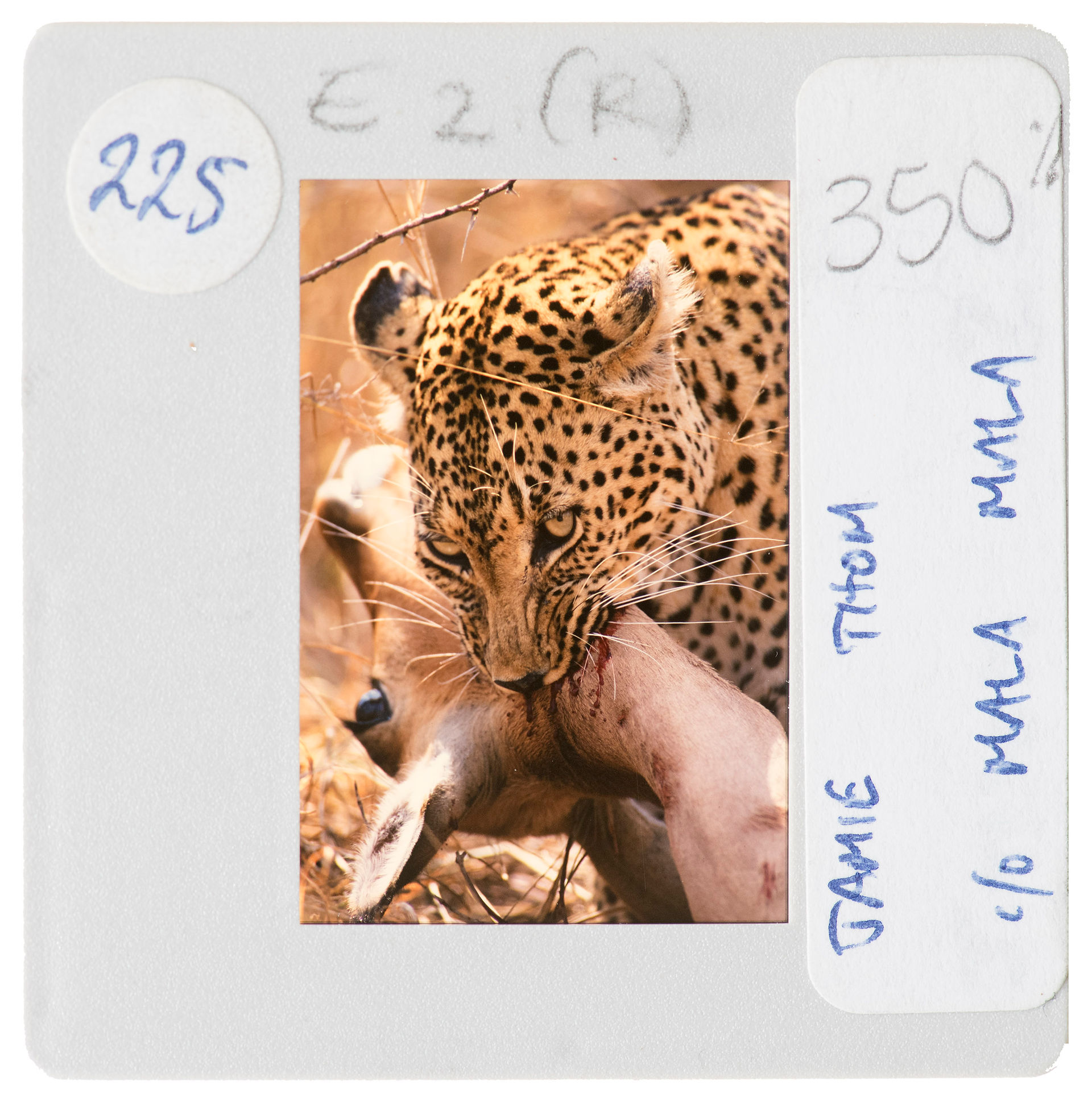 Sabi Sands_safari_South Africa