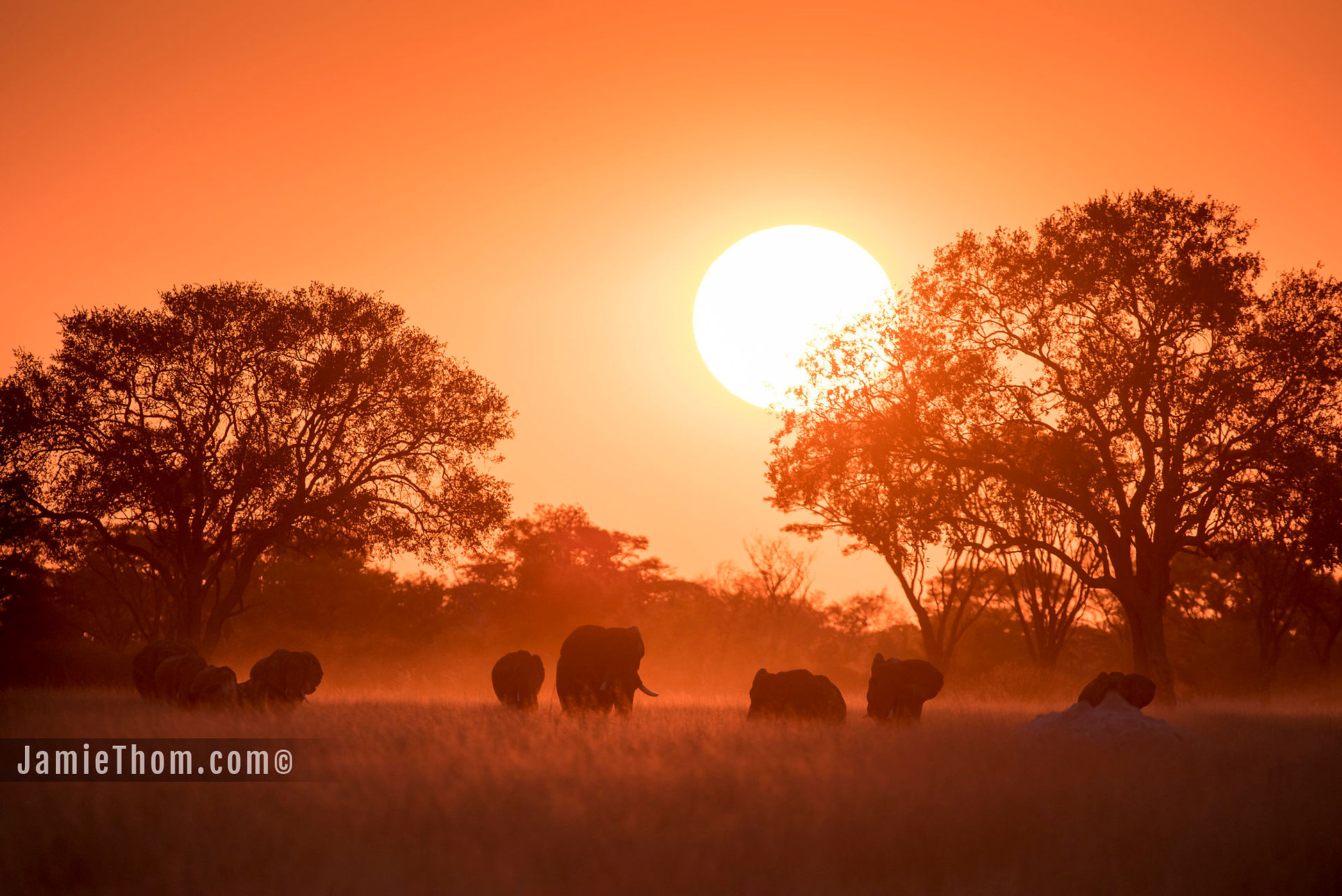 Hwange_Linkwasha_Elephant_Jamie_Thom_AZ.