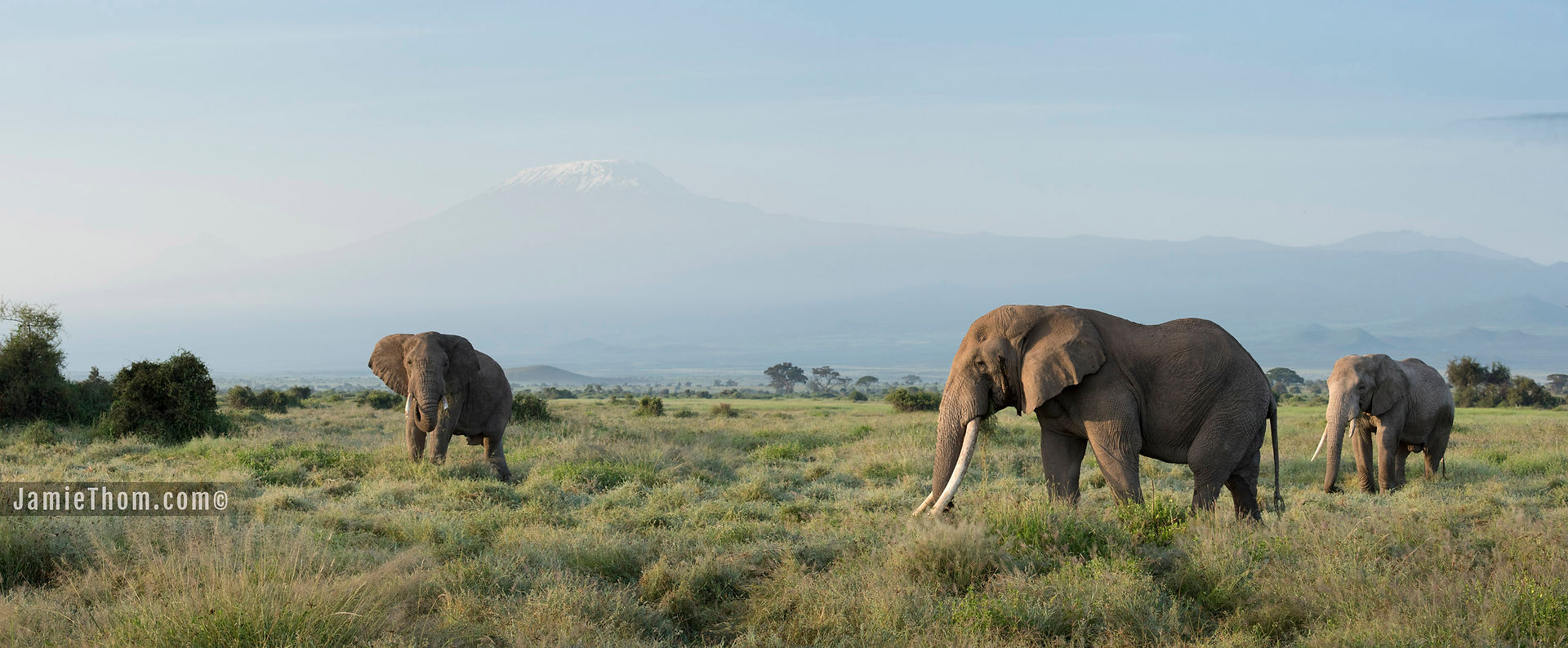 Elephants - Amboseli 5_1
