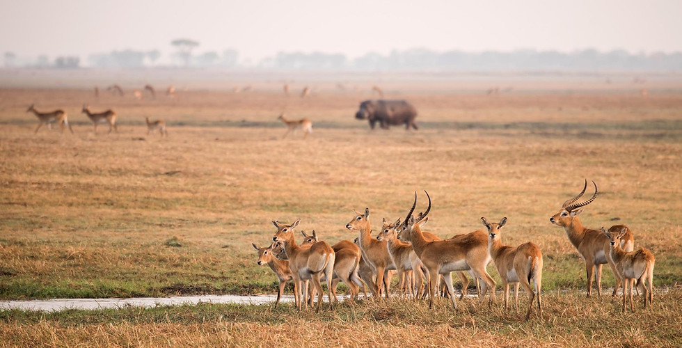 Kafue National Park, Busanga Plains