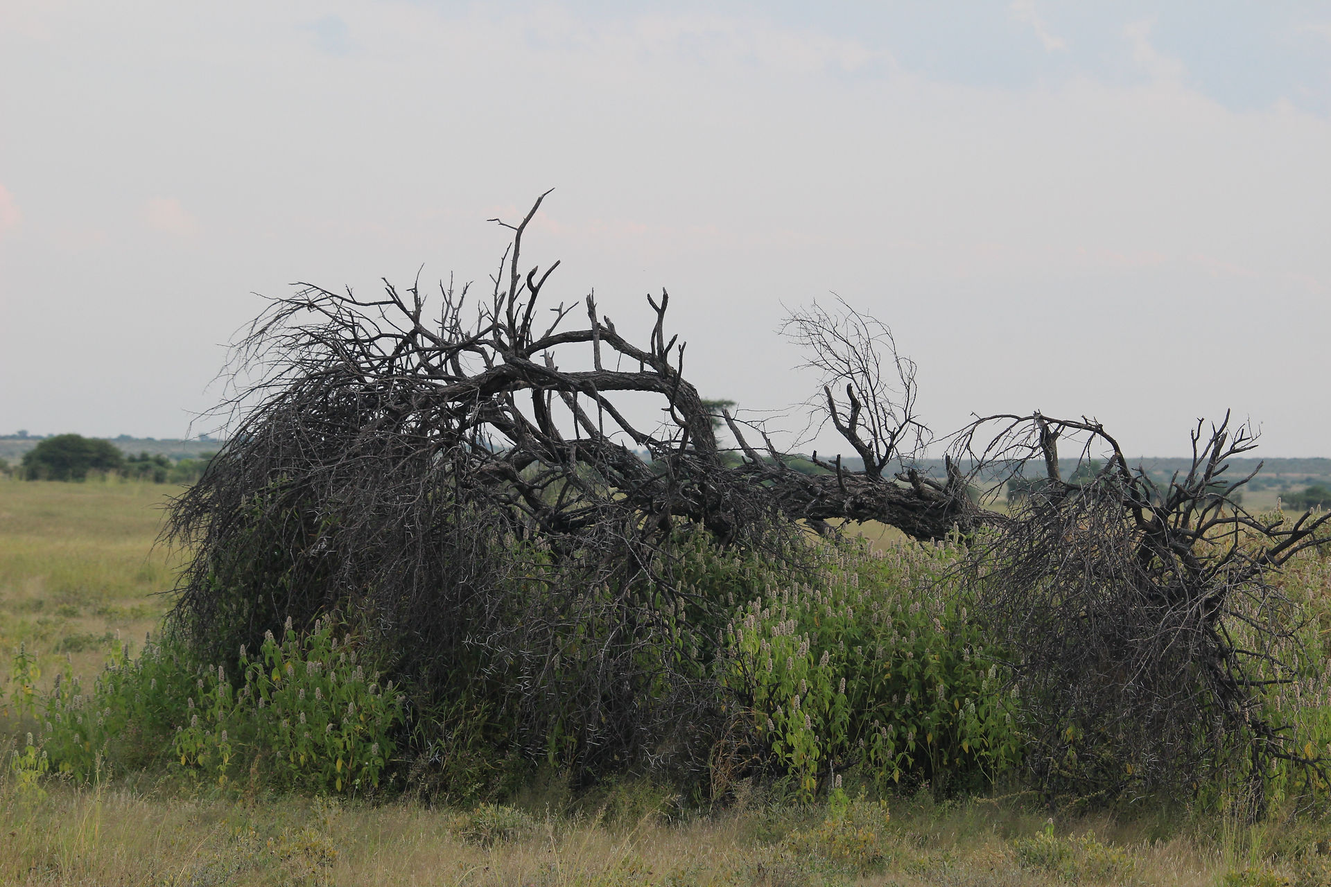 Dead acacia tree Tau Pan