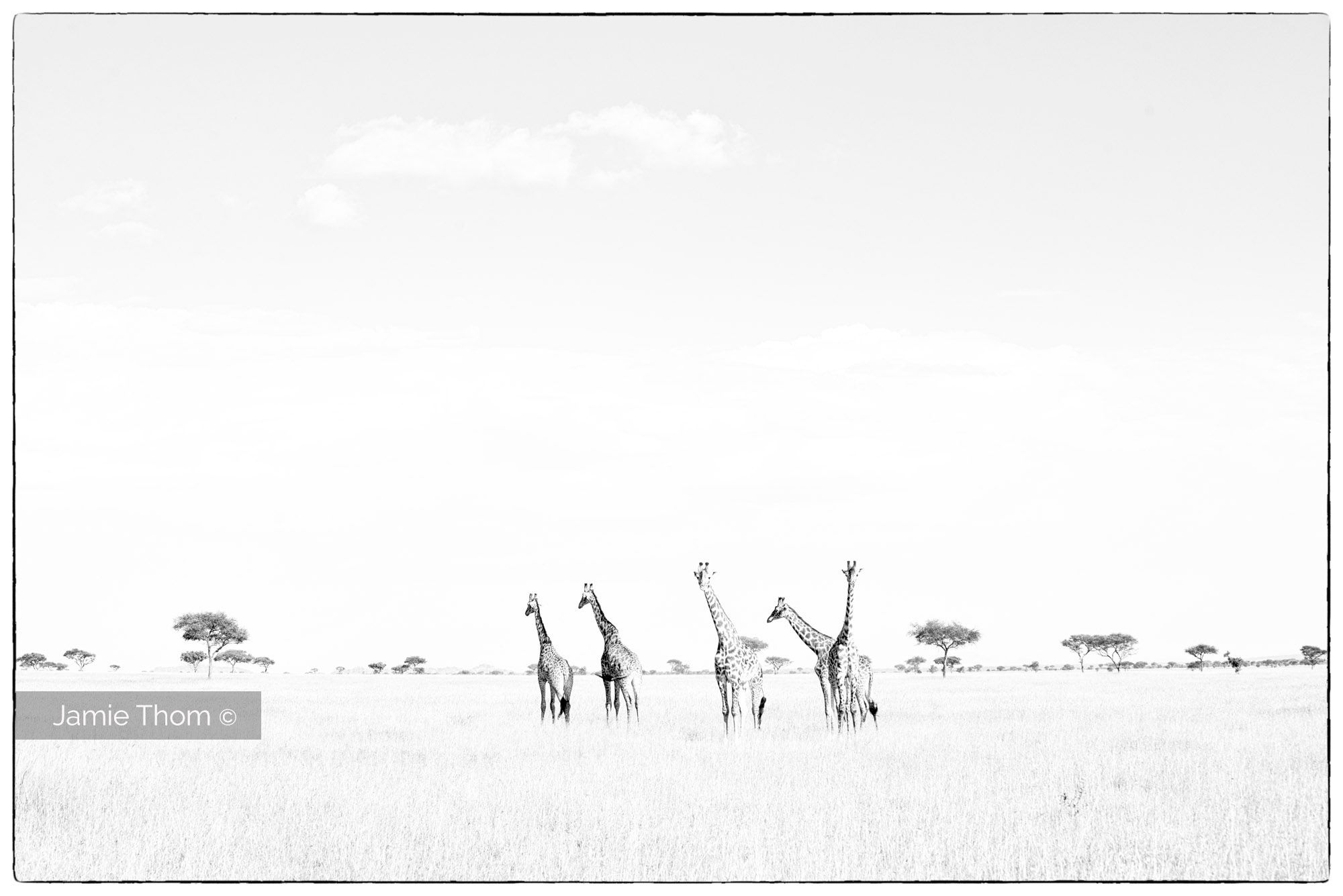 Giraffe Journey, Serengeti, Tanzania
