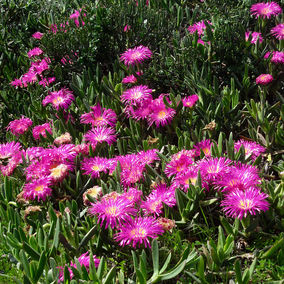 Cape West Coast - Flower explosion