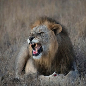 Our South Africa safari exceeded our expectation by leaps