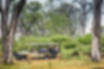 Big cats on mobile safari Botswana