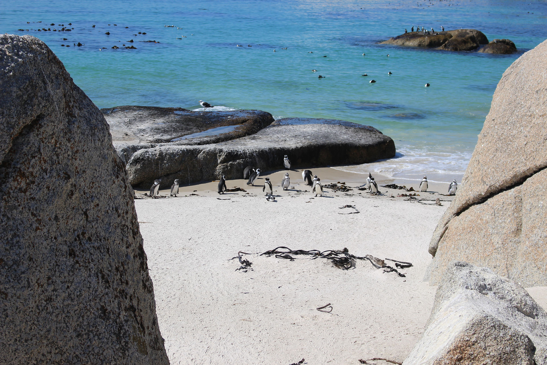 Penguins at Simonstown beach