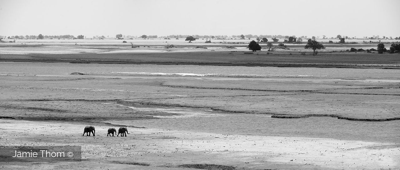 Chobe_Botswana_Elephants_Jamie_Thom_D