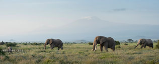 South Luangwa Leopard.jpg