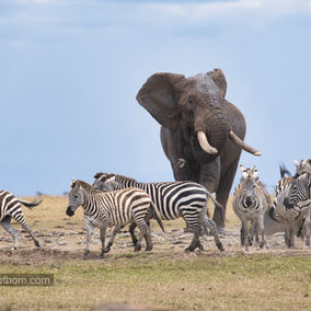 First safari in Kenya
