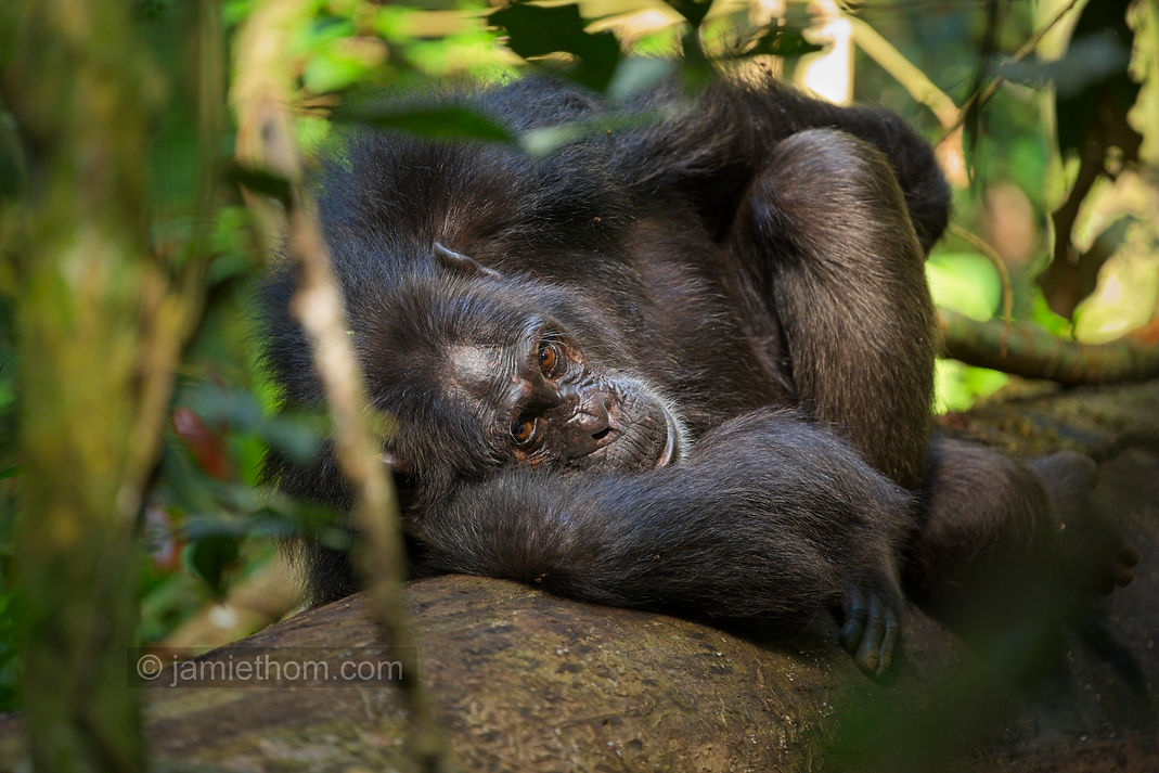 Kibale_Chimps_JT8_5007.jpg