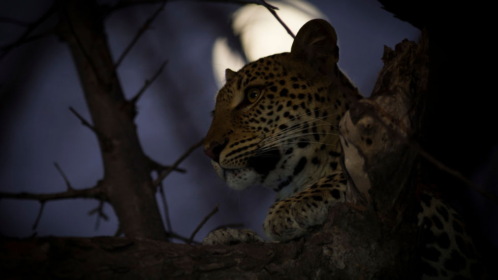 Zambia has great night drives and good leopard viewing