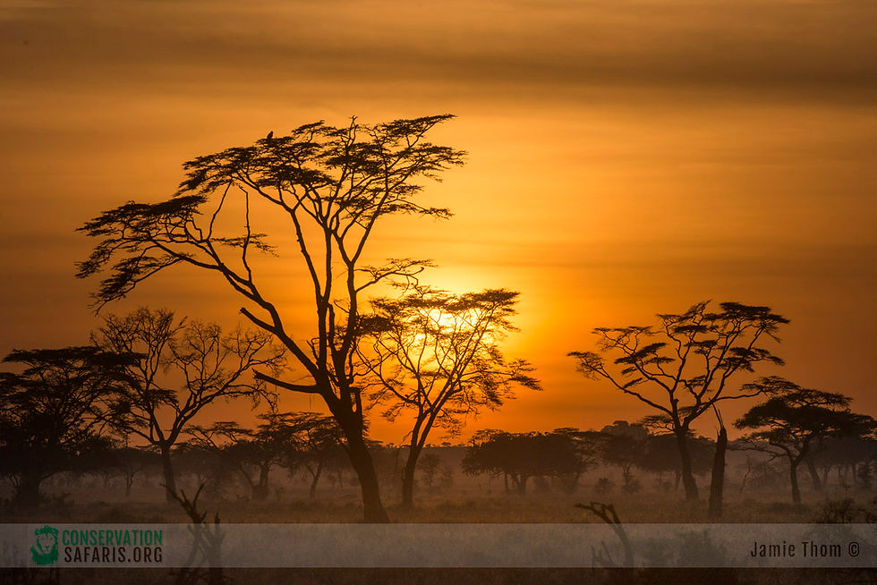 Thumbnail: GREAT PLAINS OF TANZANIA - 11nts