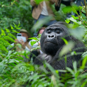 Gorilla trekking explained
