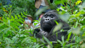Gorilla trekking explained