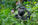Gorilla trekking explained