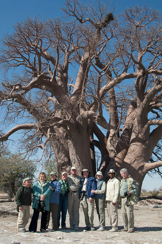 Chapman's Baobab falls