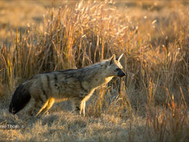 Meet the rare and fascinating Aardwolf