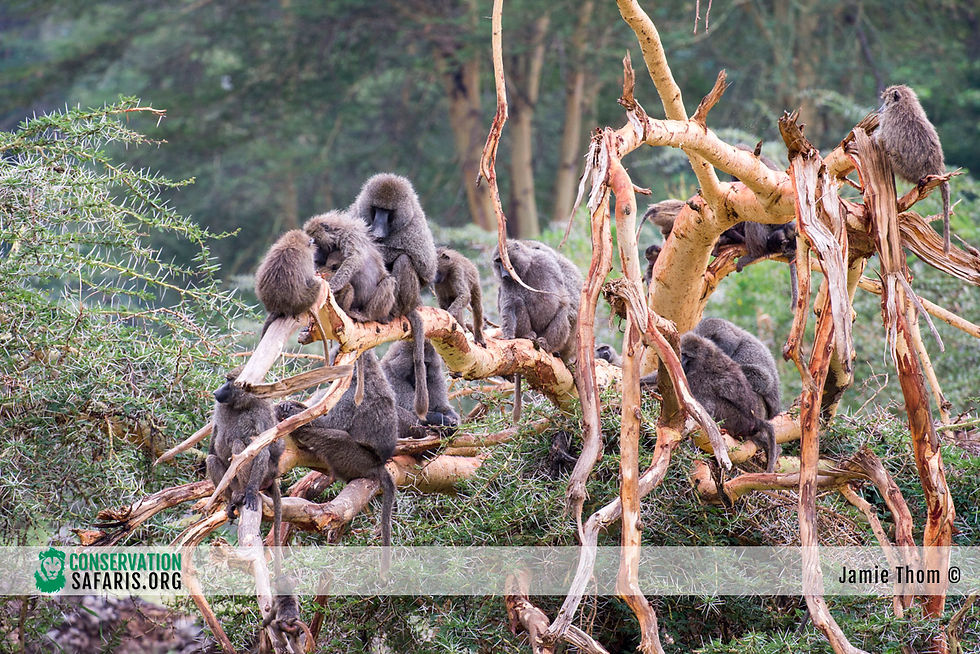 Thumbnail: MY TANZANIA - 9nts