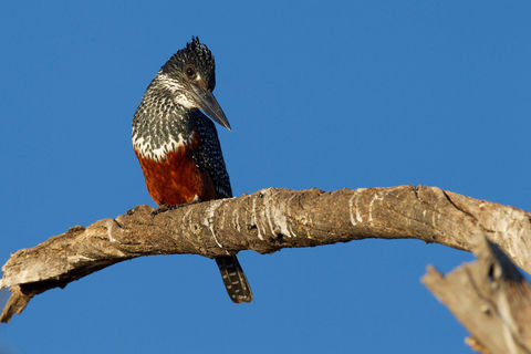 chobe-game-lodge-birding.jpg