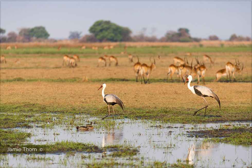 Thumbnail: BUSANGA BUSH CAMP - 4 nts