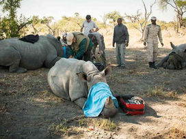 Botswana's rhino conservation dilemma