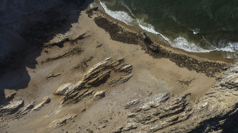 Shipwreck and seals from the sky