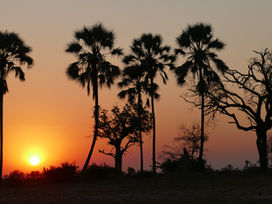 Botswana Photo Safari Essay 2 - John & Loraine