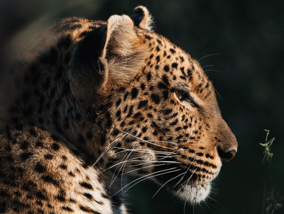 Leopard in Botswana