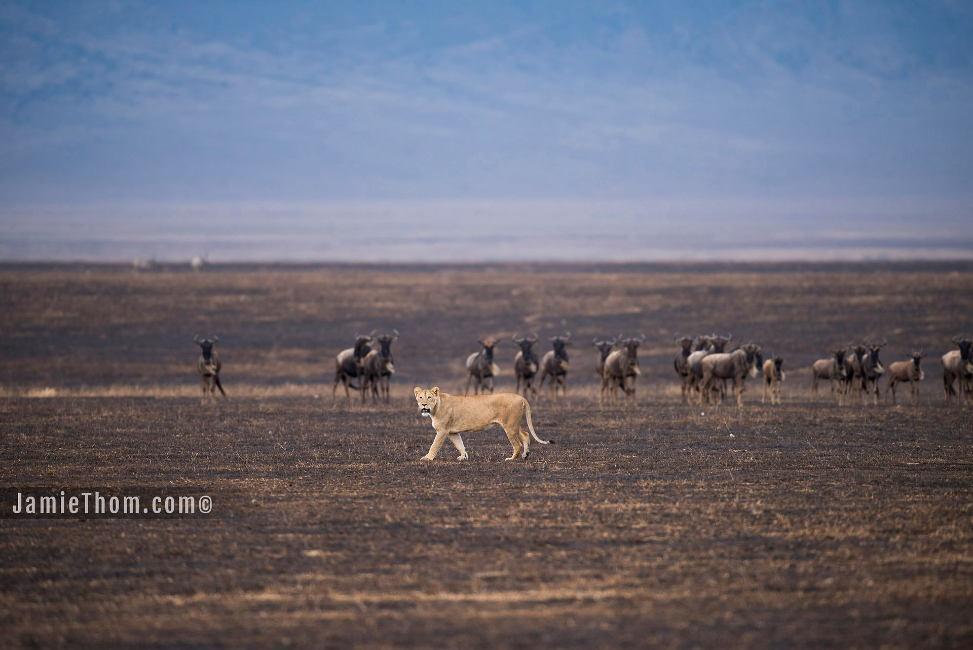 Lion_Ngorongoro_Crater_Jamie_Thom