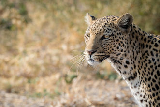 Leopards in Chobe.jpg