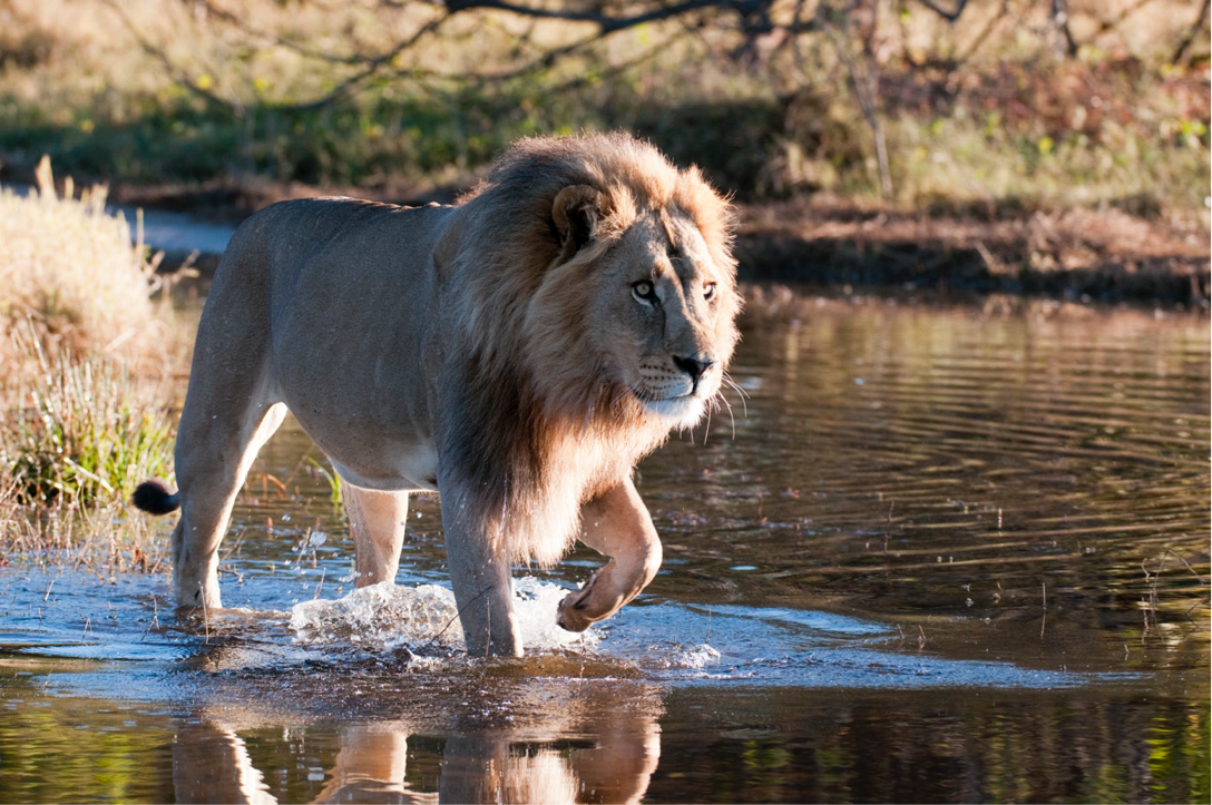 OVERLAND LODGE SAFARI - 10 Nights