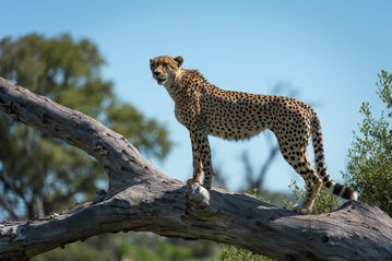 Little Vumbura_19.jpg