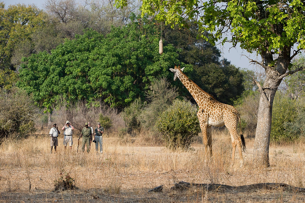 Thumbnail: SOUTH LUANGWA DOUBLE 7 nts