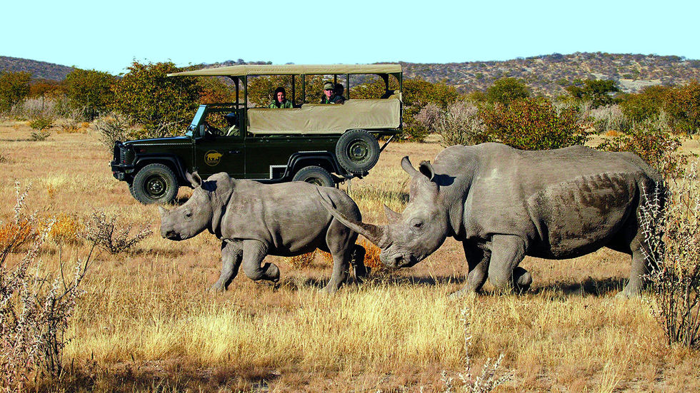 Rhinos at Ongava in Namibia