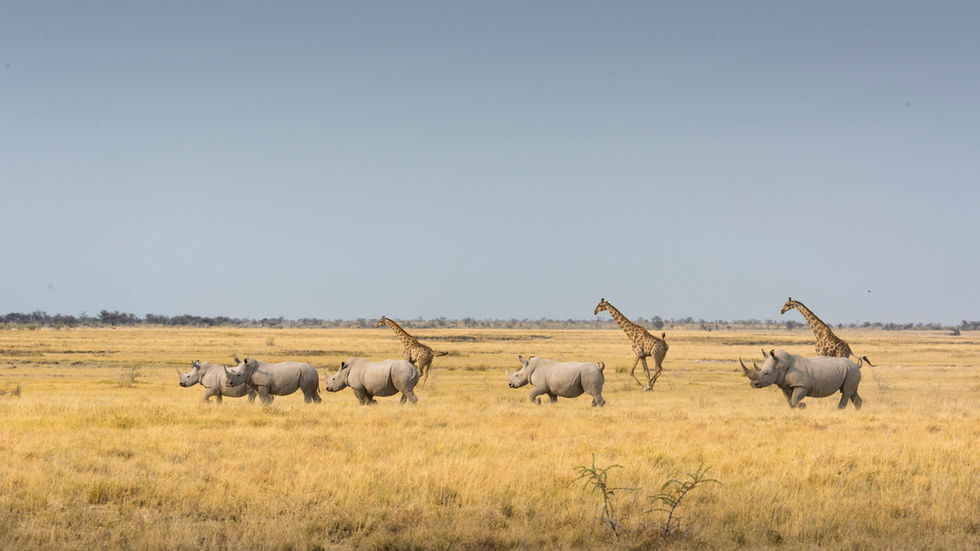 White rhino at Etosha are rare