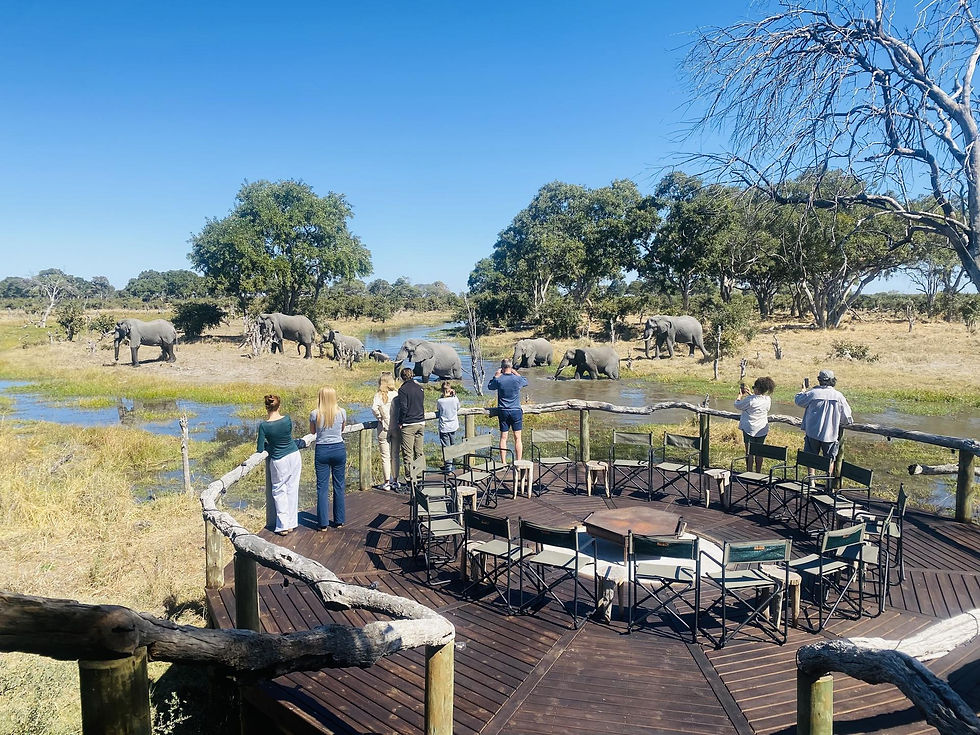 Wildlife from camp at Mababe