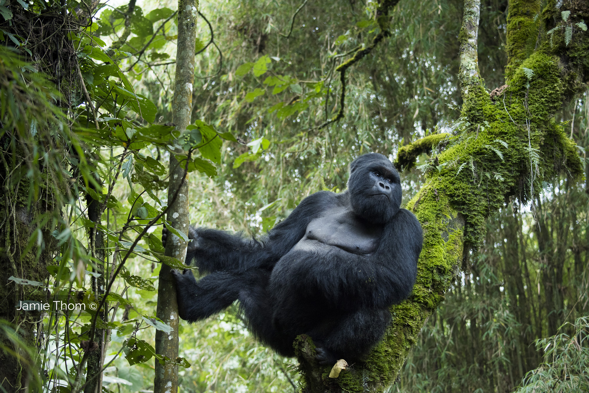 GORILLA HABITAT EXPANSION PROJECT